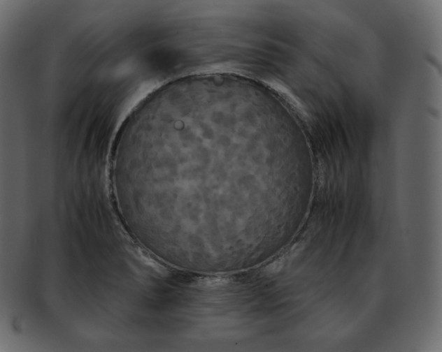 X0000093371278200710191109