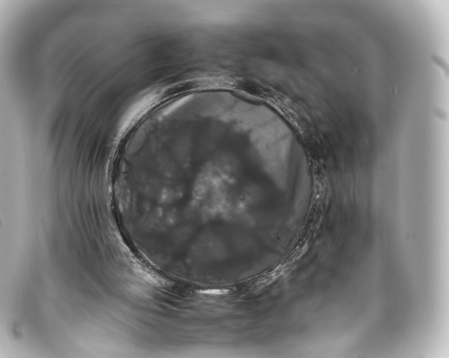 X0000093370053200710251203