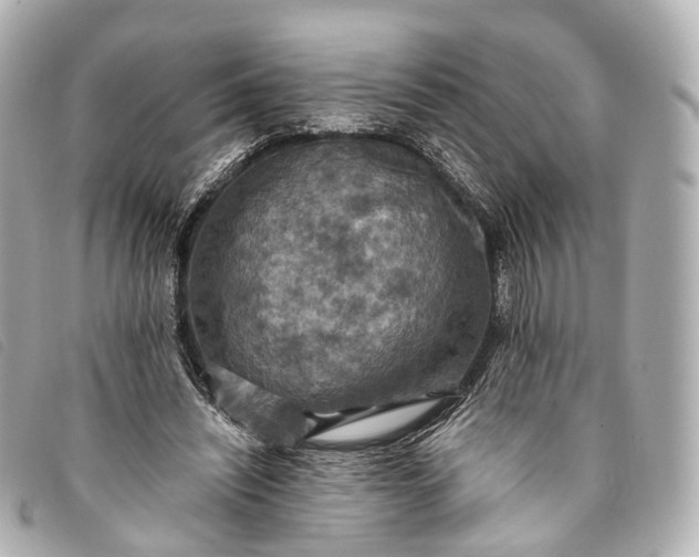 X0000093370444200710251157