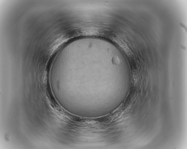 X0000093370583200710251155