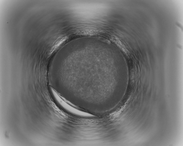 X0000093370585200710251155