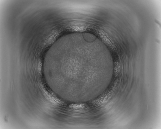 X0000093370639200710251154