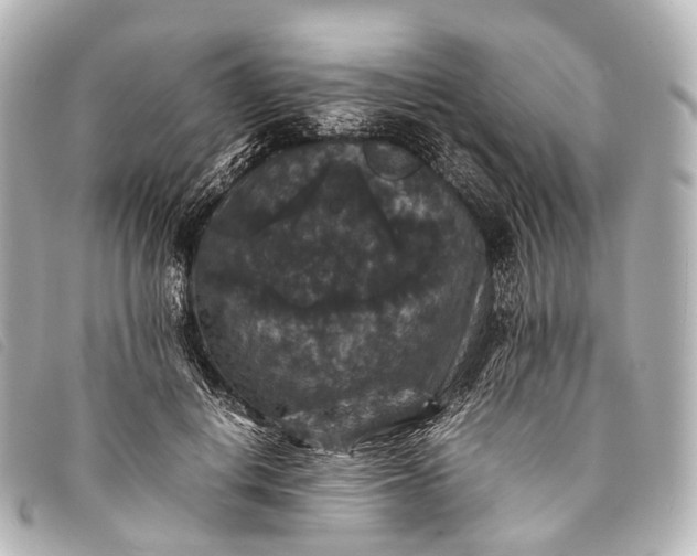 X0000093370648200710251154