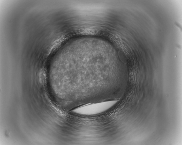 X0000093370688200710251154