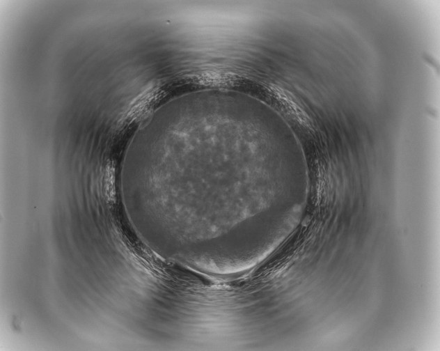 X0000093370696200710251154