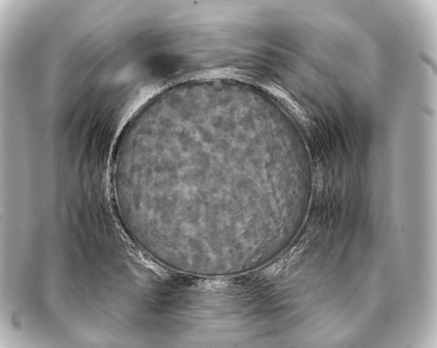 X0000093371278200710251145