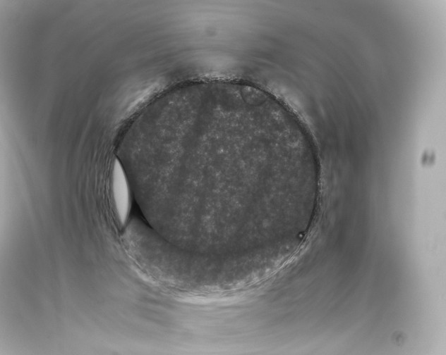 X0000093370017200711011238