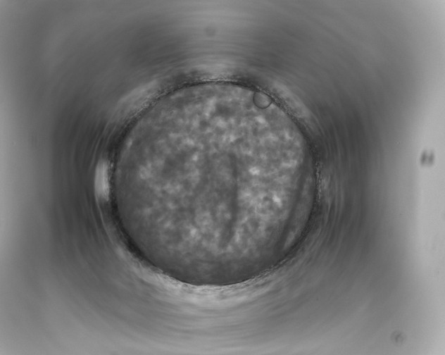 X0000093370026200711011238