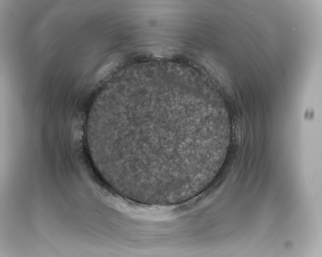 X0000093370032200711011238