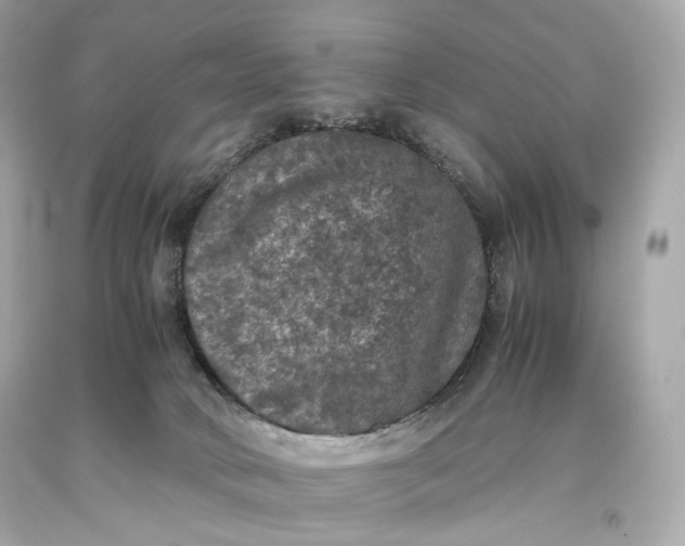 X0000093370034200711011238