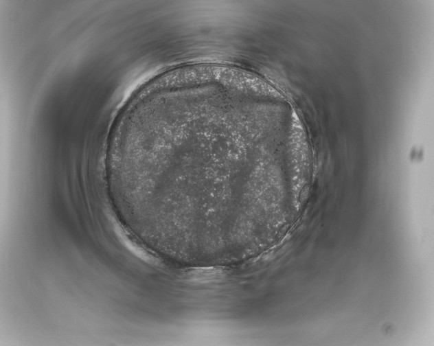 X0000093370050200711011237