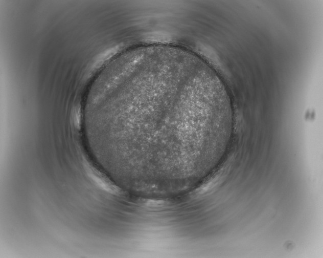 X0000093370068200711011237