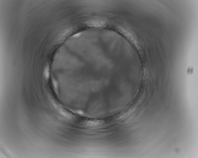 X0000093370069200711011237