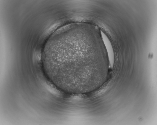 X0000093370072200711011237