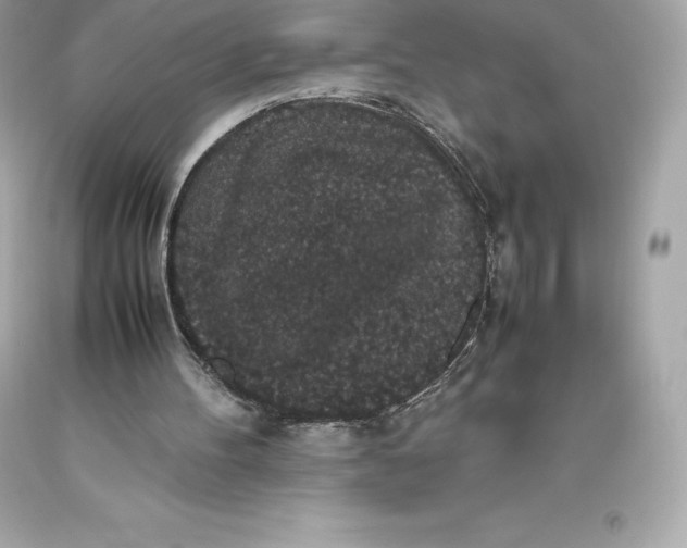 X0000093370100200711011237