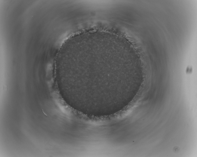 X0000093370144200711011236