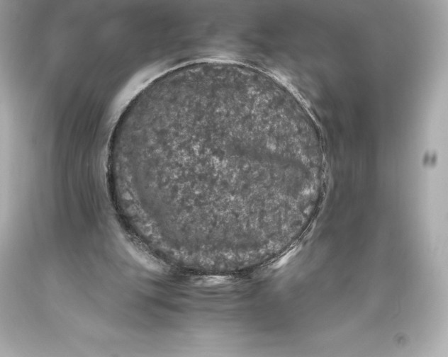 X0000093370151200711011236