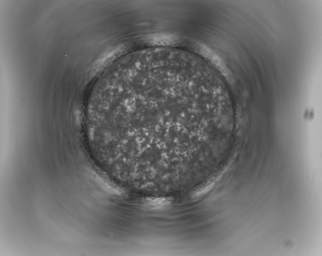 X0000093370161200711011236