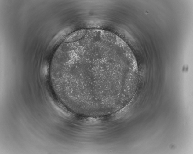 X0000093370166200711011236