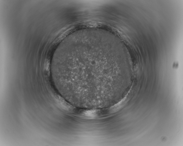 X0000093370178200711011236