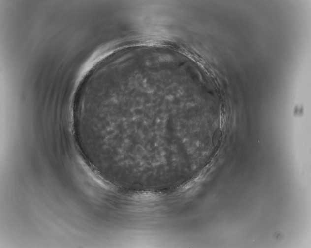 X0000093370198200711011235