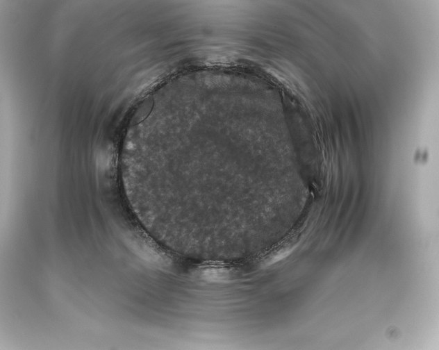 X0000093370228200711011235