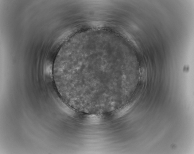 X0000093370238200711011235