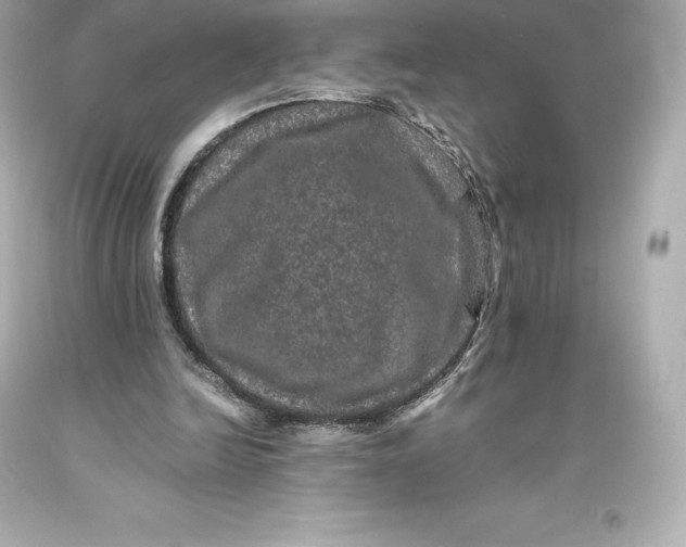 X0000093370246200711011234