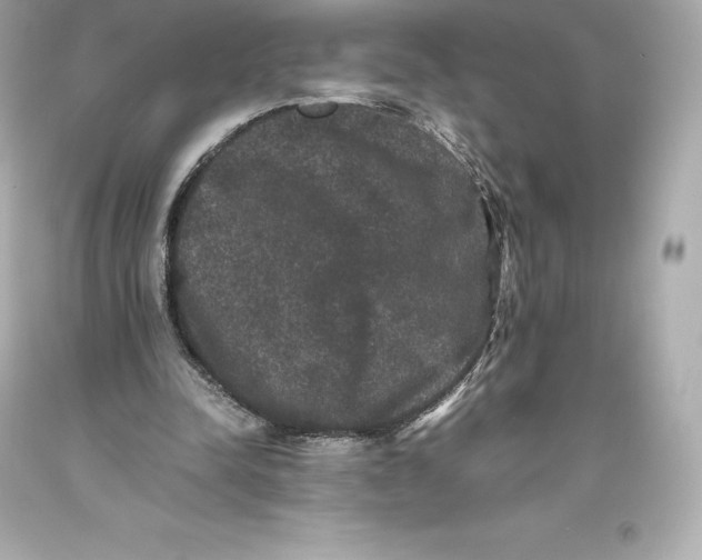 X0000093370342200711011233