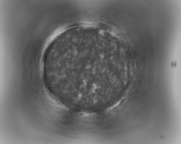 X0000093370343200711011233