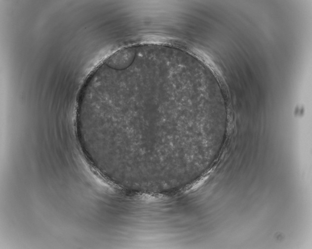 X0000093370346200711011233