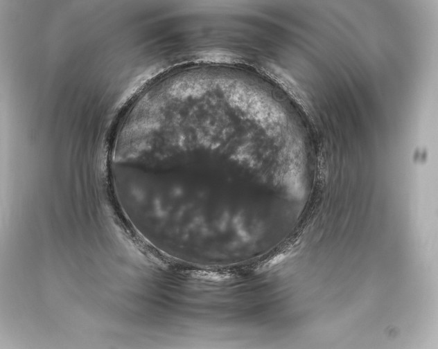 X0000093370347200711011233