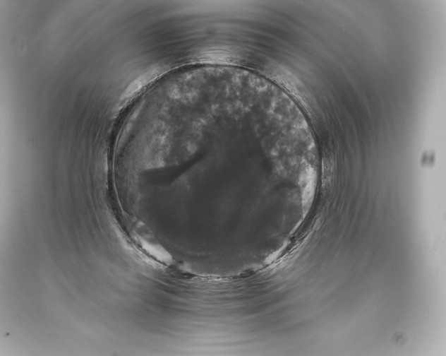 X0000093370349200711011233