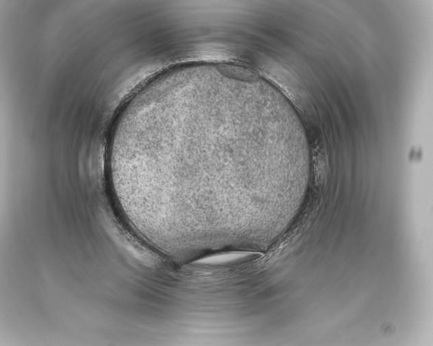 X0000093370350200711011233