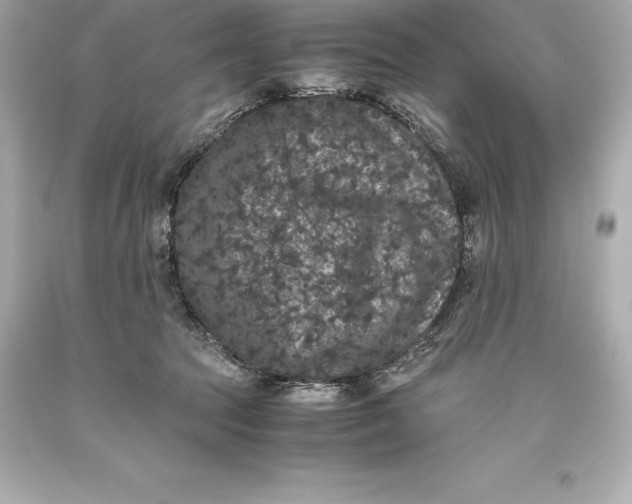 X0000093370369200711011233