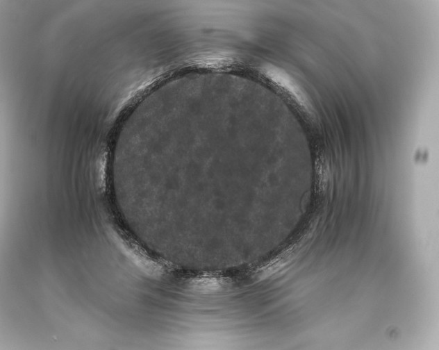 X0000093370404200711011233