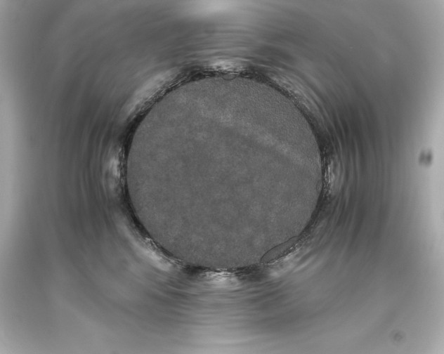 X0000093370424200711011232