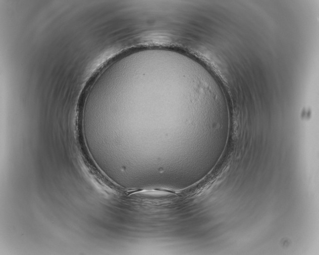 X0000093370439200711011232