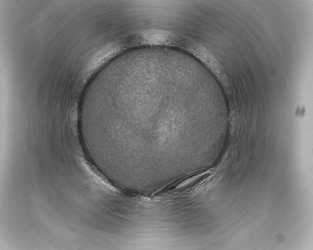 X0000093370442200711011232