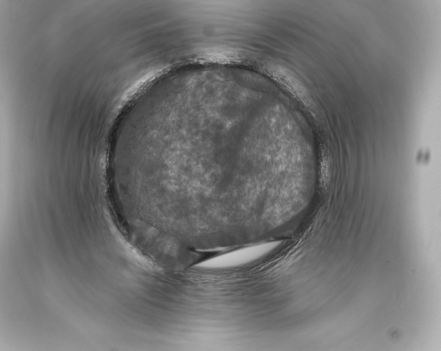 X0000093370444200711011232