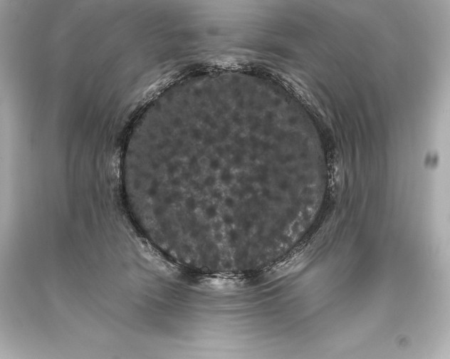 X0000093370466200711011232