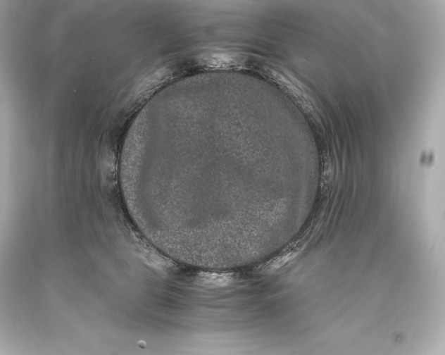 X0000093370469200711011232