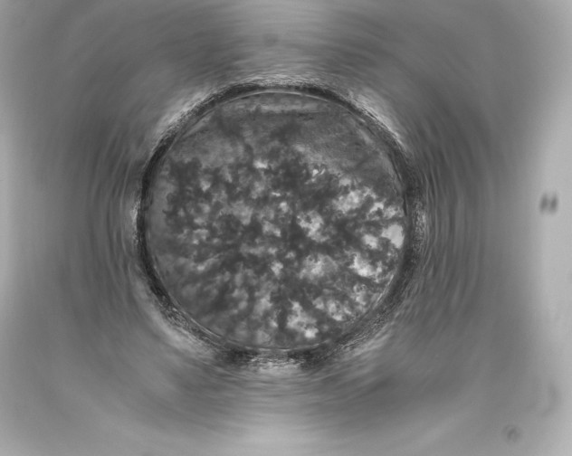 X0000093370491200711011232