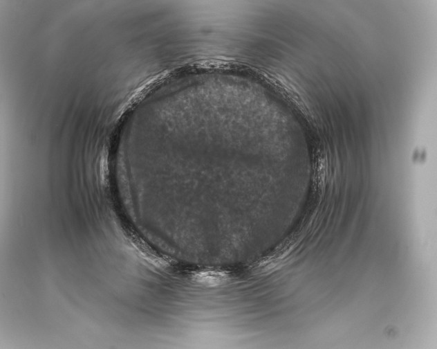 X0000093370508200711011231