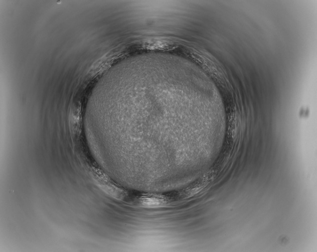 X0000093370510200711011231