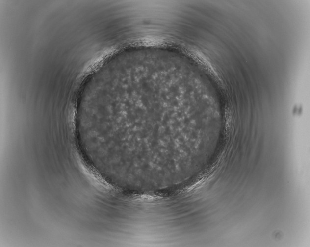 X0000093370542200711011231