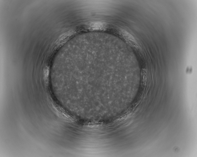 X0000093370550200711011231