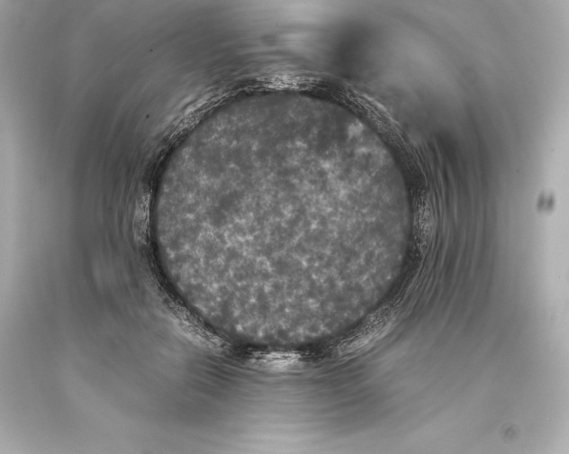 X0000093370554200711011231