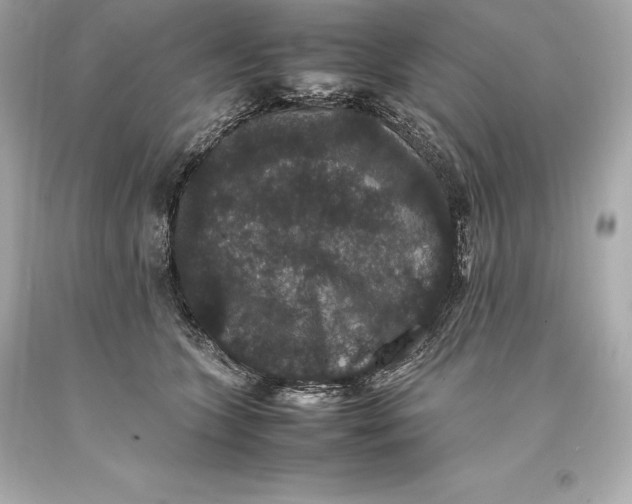 X0000093370563200711011231