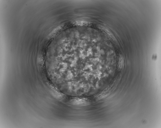 X0000093370569200711011231